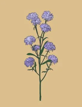 Aster flower , sketch vector. Stock Illustration