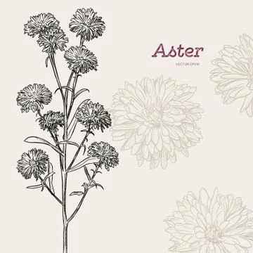 Aster flower , sketch vector. Stock Illustration