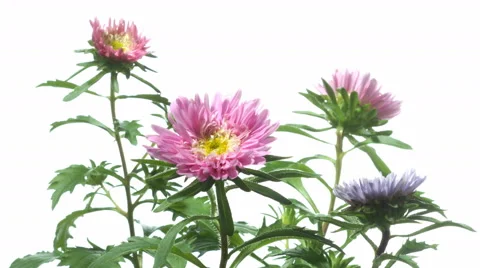 Aster Flower Time-lapse Stock Footage 63894460