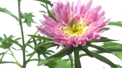 Aster Flower Time-lapse Stock Footage 63895684