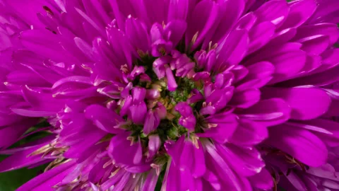 Aster flower timelapse Stock Footage 162228697