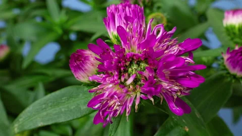 Aster flower timelapse Stock Footage 170795898