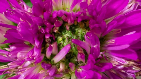 Aster flower timelapse Stock Footage 262352689