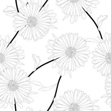Aster Flower on White Background Stock Illustration