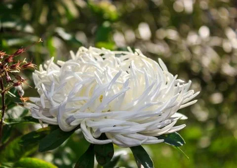 Aster flower white Stock Photos