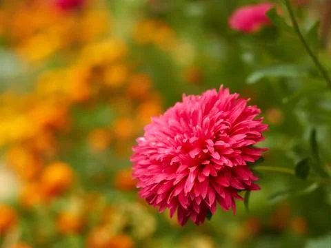 Aster on a flowerbed Stock Photos