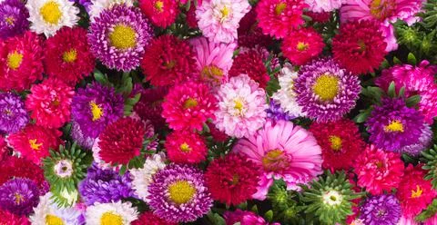 Aster flowers background Stock Photos