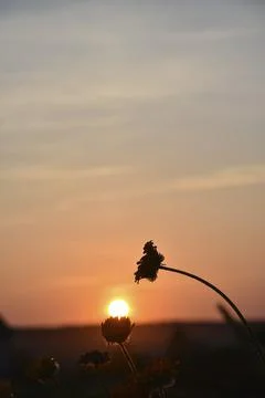 Aster flowers on the background of the sunset sky and the disk of the sun. Fl Foto stock