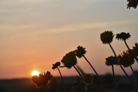 Aster flowers on the background of the sunset sky and the disk of the sun. Fl Foto stock