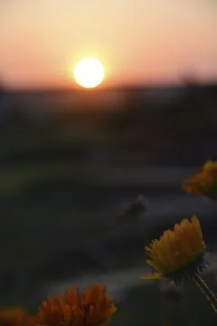 Aster flowers on the background of the sunset sky and the disk of the sun. Fl Foto stock