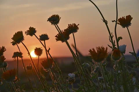 Aster flowers on the background of the sunset sky and the disk of the sun. Fl Foto stock