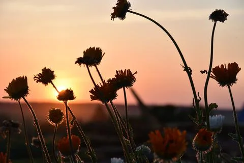 Aster flowers on the background of the sunset sky and the disk of the sun. Fl Foto stock
