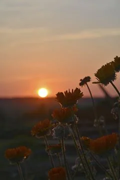 Aster flowers on the background of the sunset sky and the disk of the sun. Fl Foto stock