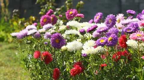 Aster Flowers Video stock 27823501