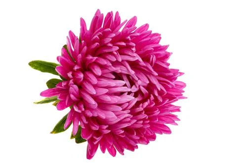 Aster flowers isolated Stock Photos