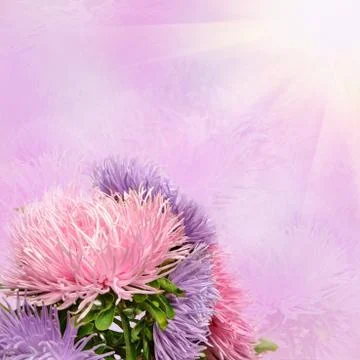 Aster flowers Stockfoto's