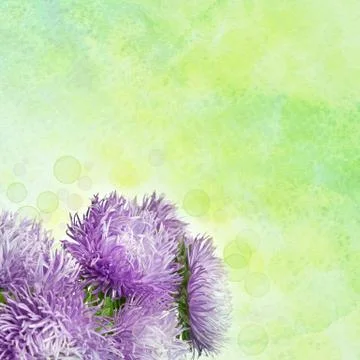 Aster flowers Фото