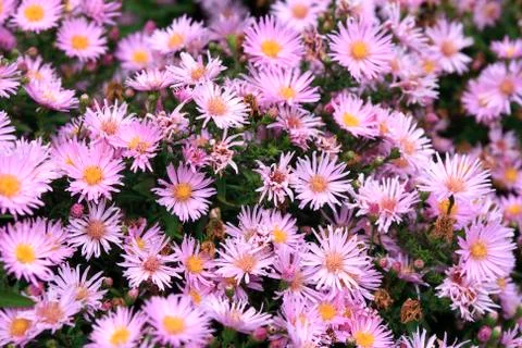 Aster flowers Stock Photos