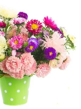 Aster flowers Stock Photos