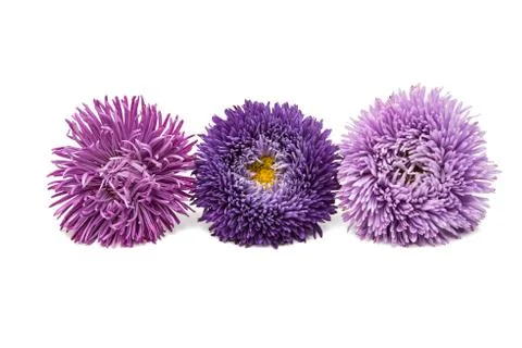 Aster flowers Stock Photos