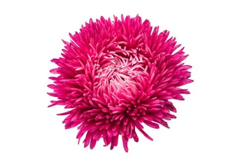 Aster flowers Stock Photos