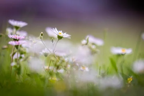 Aster Flowers Stock Photos