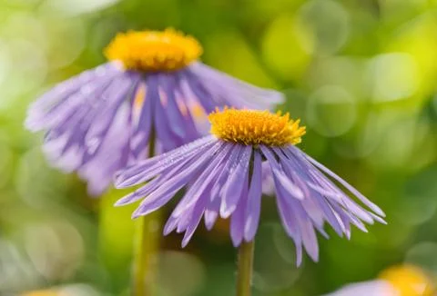 Aster flowers Stock Photos