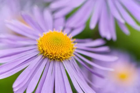 Aster flowers Stock Photos