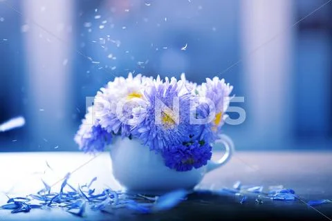 Aster flowers in a vase Stock Photos