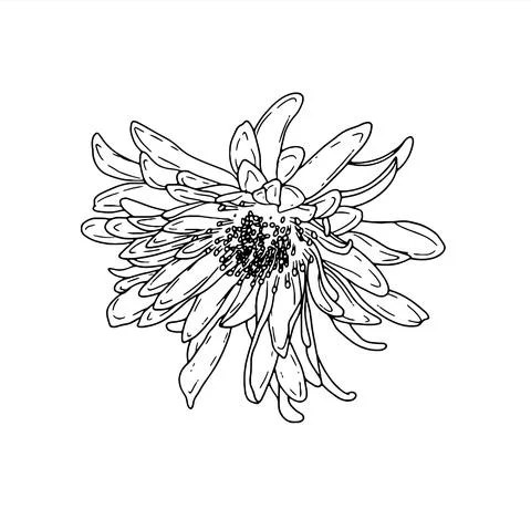 Aster. Hand drawn spring flowers line art. Isolated on white background. Stock Illustration