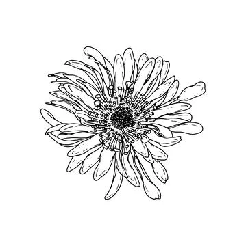 Aster. Hand drawn spring flowers line art. Isolated on white background. Stock Illustration