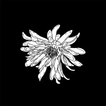 Aster. Hand drawn spring flowers line art. Isolated on black background. Stock Illustration