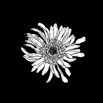 Aster. Hand drawn spring flowers line art. Isolated on black background. Stock Illustration