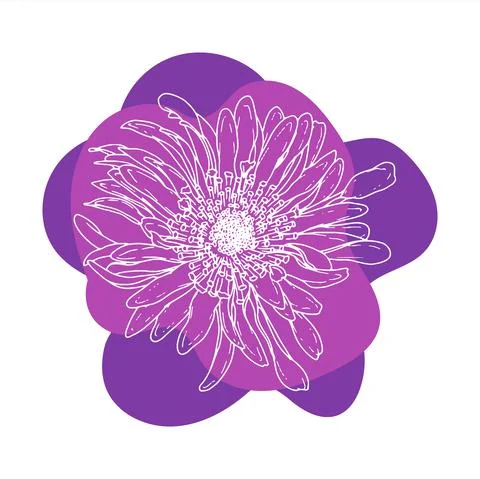 Aster. Hand drawn spring flowers line art. Isolated on white background. Stock Illustration