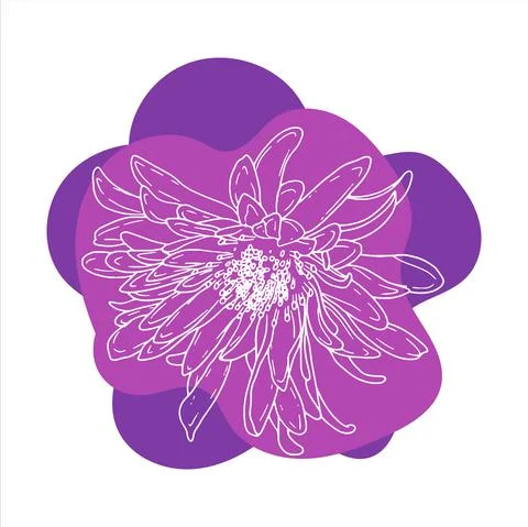 Aster. Hand drawn spring flowers line art. Isolated on white background. Stock Illustration
