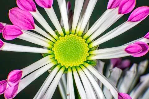 Aster hybrid Foto stock