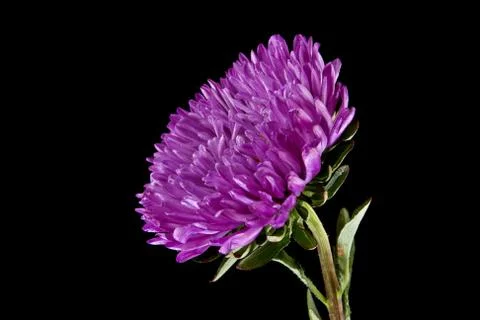 Aster isolated on a black background Stock Photos