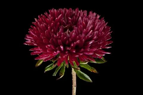 Aster isolated on a black background Stock Photos