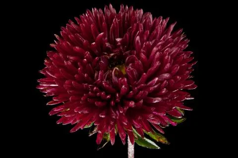 Aster isolated on a black background Stock Photos