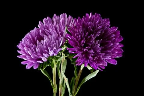 Aster isolated on a black background Stock Photos