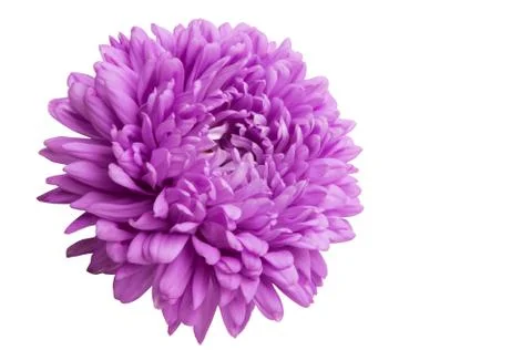 Aster isolated Stock Photos