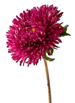 Aster isolated on white background closeup Stock Photos