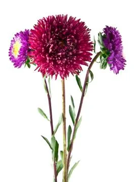 Aster isolated on white background closeup Stock Photos