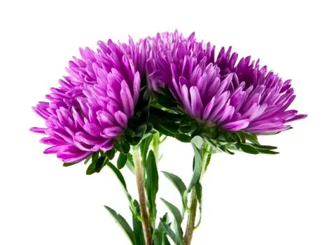 Aster isolated on white background closeup Stock Photos