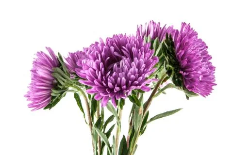 Aster isolated on white background Stock-Fotos