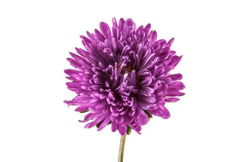 Aster isolated on white background Foto stock