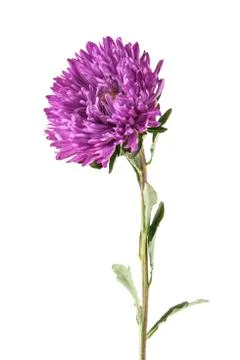 Aster isolated on white background Stock Photos
