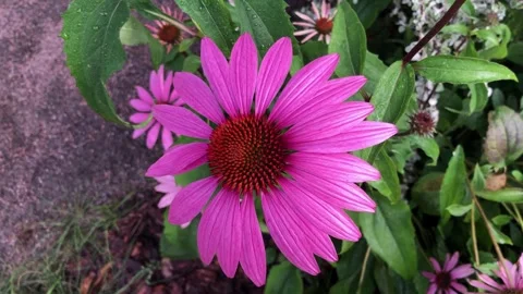 Aster large red flower, petals stamens Stock Footage 286314027