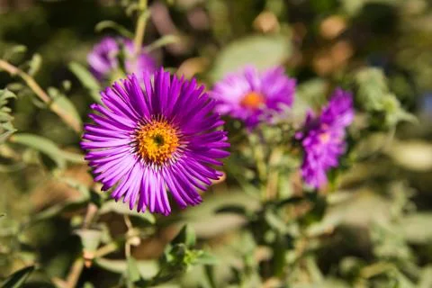 Aster in nature Foto stock