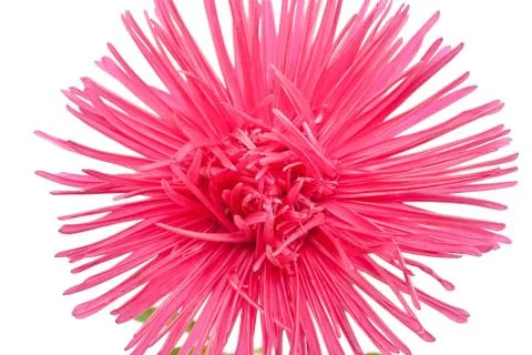 Aster Stock Photos